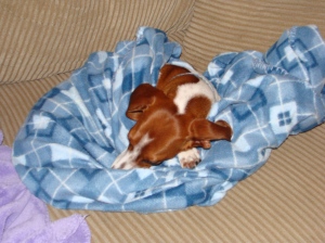 Caramel does not share her blanket.